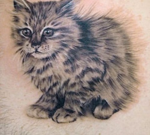gato9