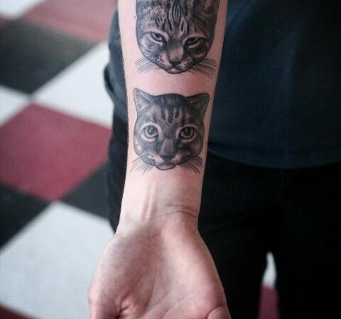 gato8